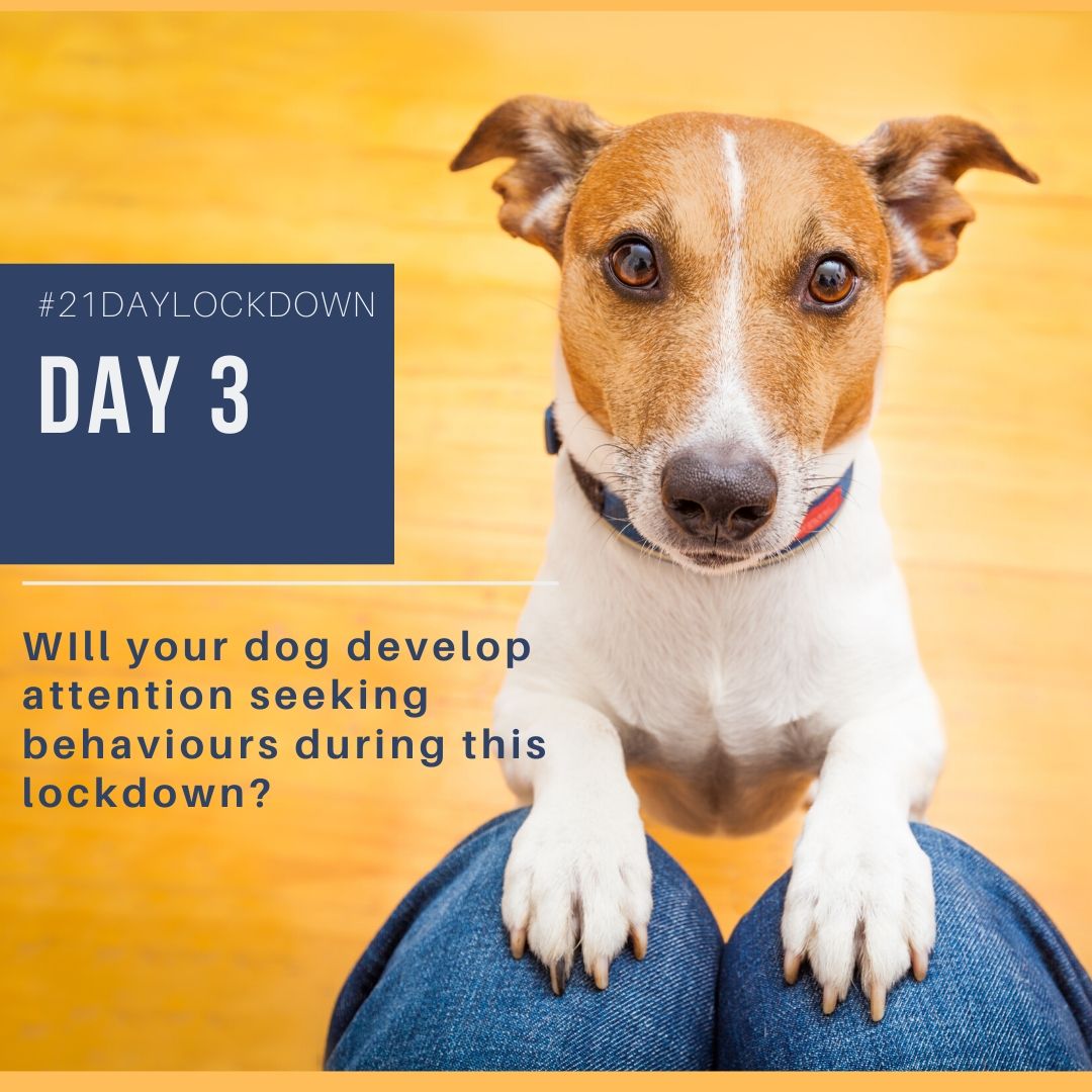 21 Day Dog Challenge – Day 3 