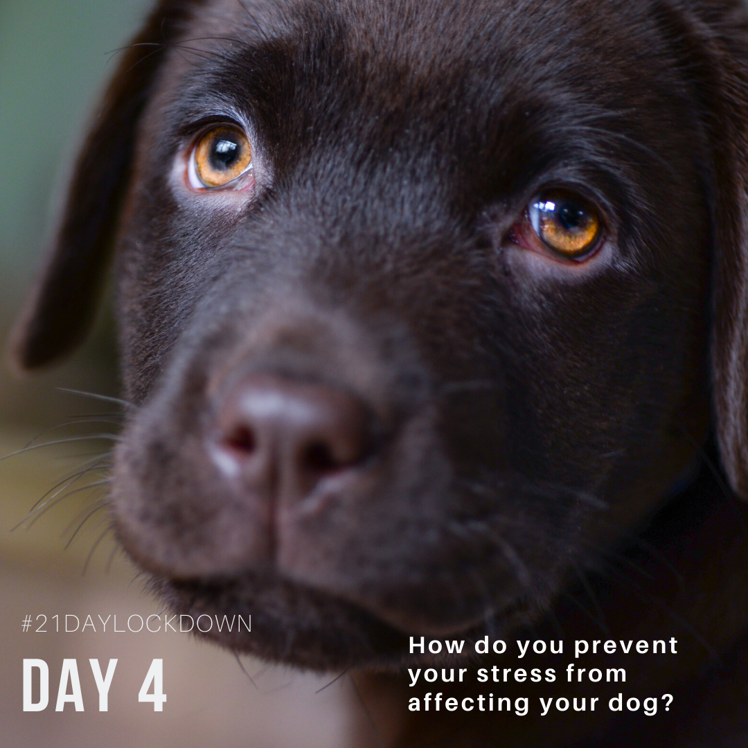21 Day Dog Challenge – Day 4 