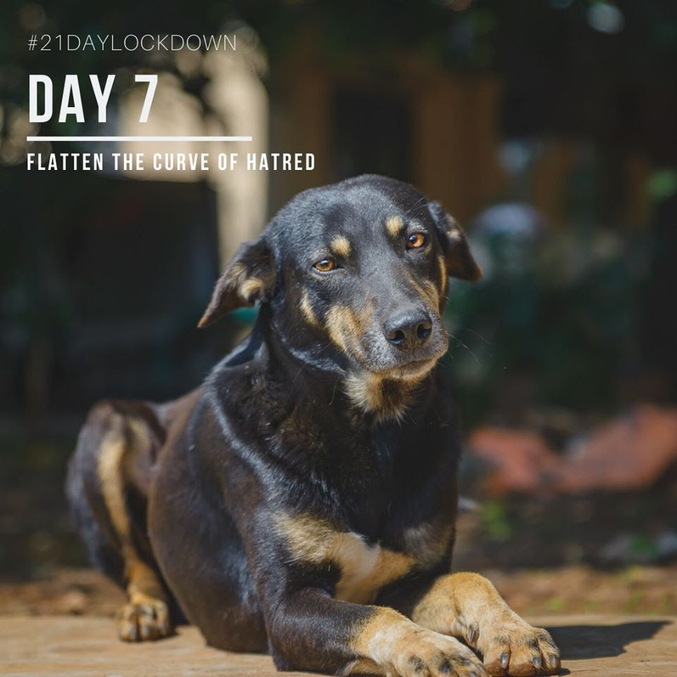 21 Day Dog Challenge – Day 7 