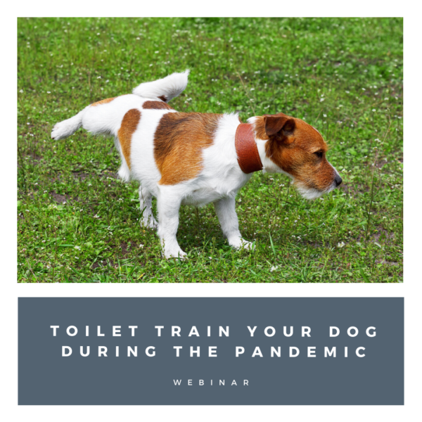 Toilet Train Dog