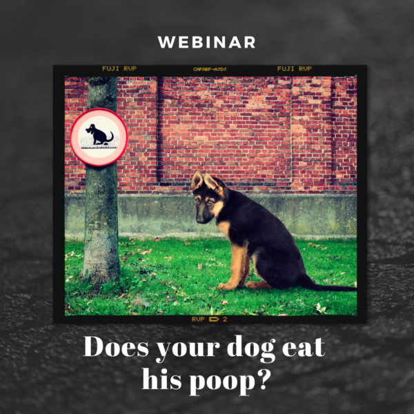 Dogs Eat Poop