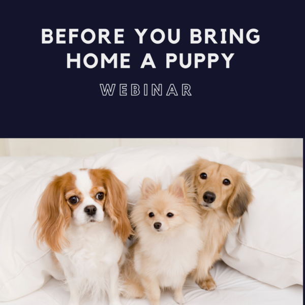 Before Your Bring Home A New Puppy