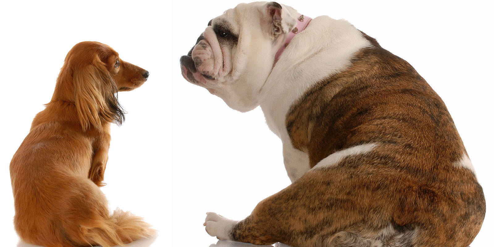 Is Your Dog Fat? 