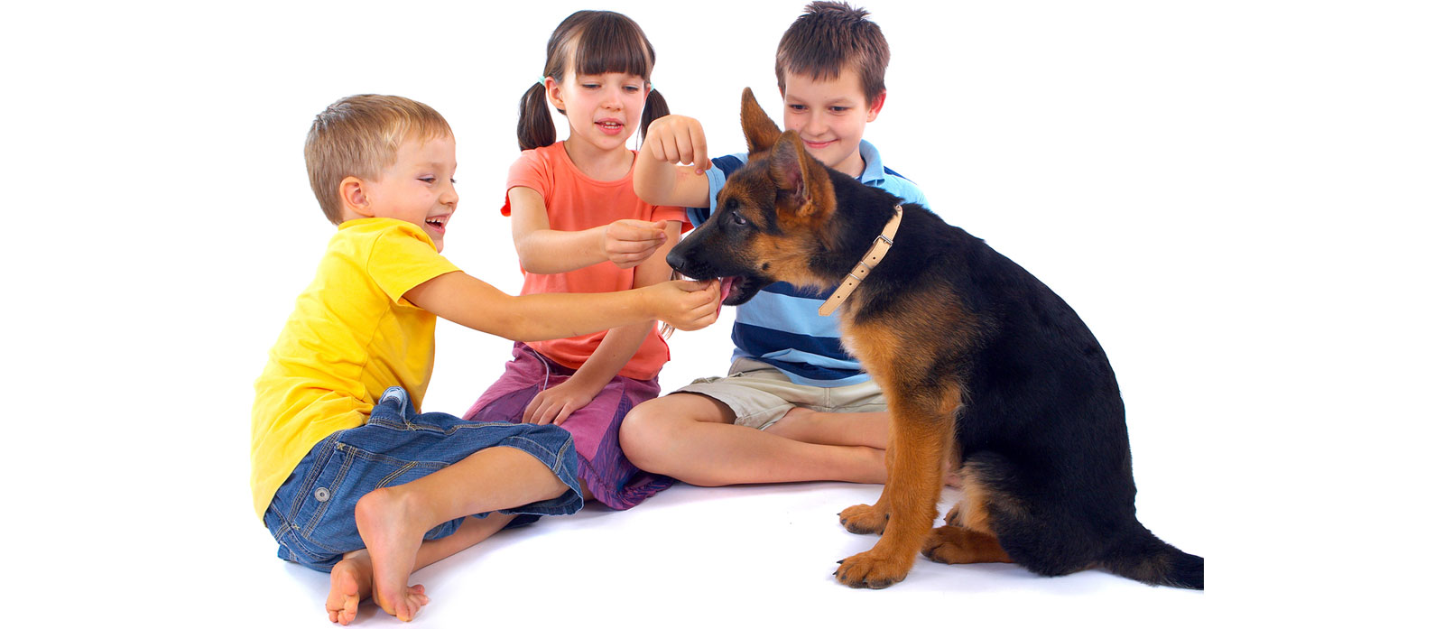 Puppy Socialisation – Getting It Right 