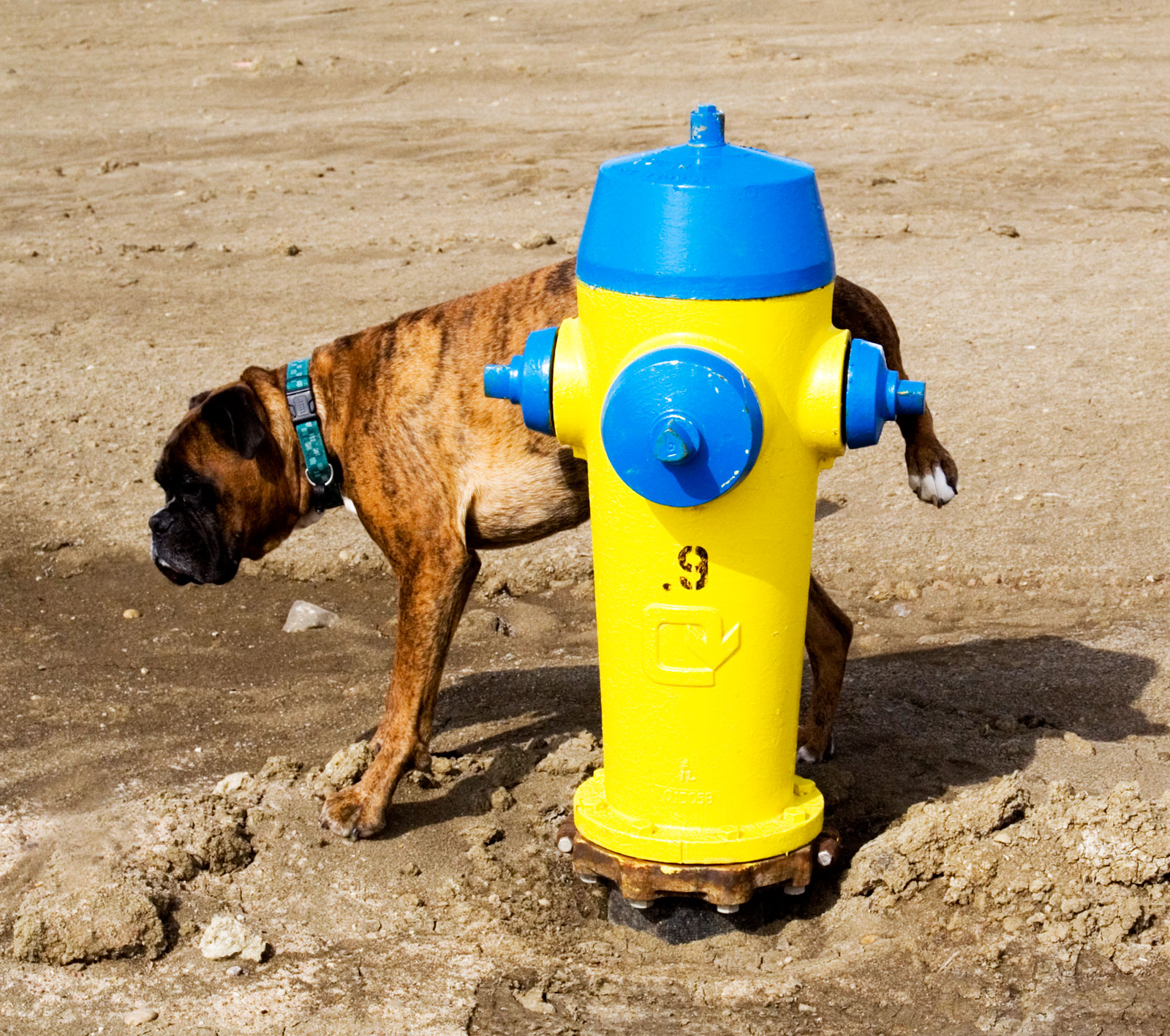 Toilet Training Your Puppy Shirin Merchant